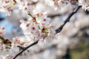 日本の桜