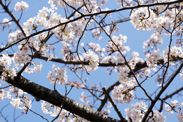 日本の桜