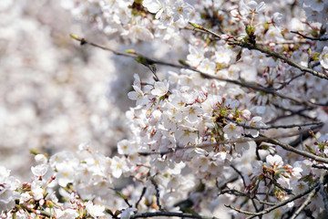 日本の桜