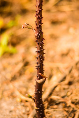 Smilax siamensis.Thai herbs are a biennial plant with a thorny spines, used to treat skin diseases, acne, diarrhea, diarrhea.