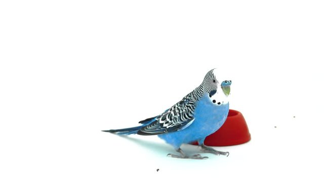 Parrot flying near the feeder 