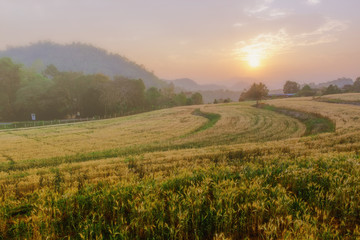 Fototapeta na wymiar Landscape of rice fields,sunset and sunrise at barley farm