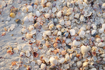 Clamp shells