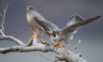 Peregrine Falcon 