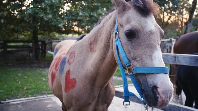 Small horse with drawn red heart on shoulder 4K