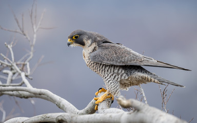 Peregrine Falcon 