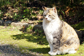 外で見かけた猫
