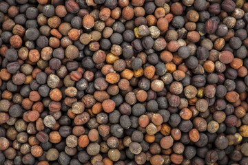 broccoli organic sprouting seeds