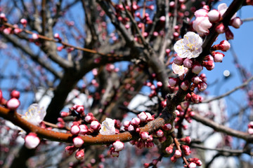 白梅 ほころび始めの花とつぼみアップ
