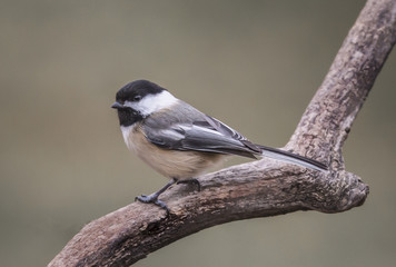 Chickadee
