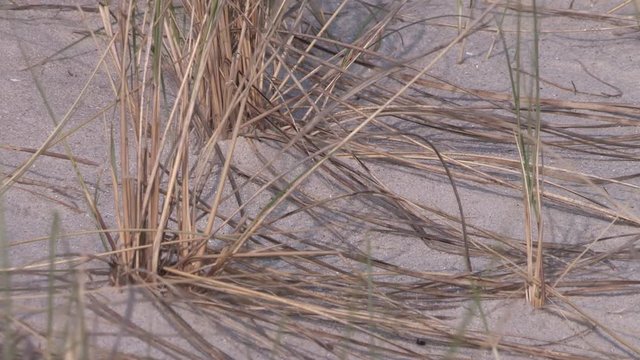 Close up of coast protection on Sylt island, beach grass, Germany.