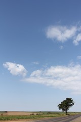 Árvore sozinha na paisagem da estrada