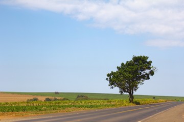 Árvore sozinha na paisagem da estrada