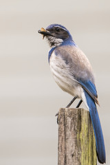 Blue Jay with Insect