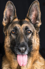 Alert German Shepherd