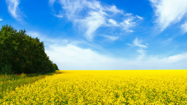 Rapeseed field in the afternoon. Yellow flowers and blue sky with clouds. Beautiful summer background.
