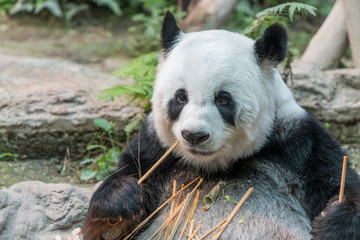 Fototapeta premium A female giant panda bear enjoy her breakfast of well selected young bamboo shoots and bamboo sticks with cute different eating gestures.
