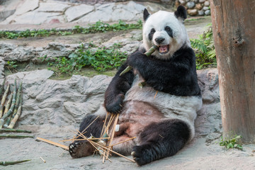 A female giant panda bear enjoy her breakfast of well selected young bamboo shoots and bamboo sticks with cute different eating gestures.