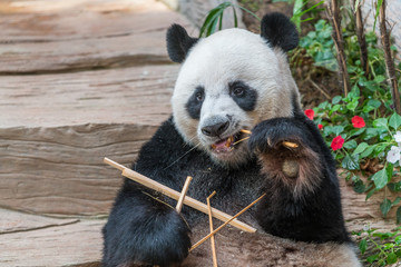 Obraz premium A male giant panda bear enjoy his breakfast of well selected young bamboo shoots and bamboo sticks with cute different eating gestures.