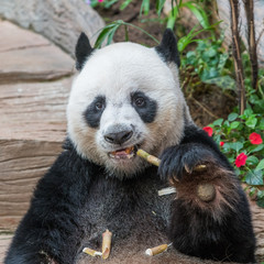 A male giant panda bear enjoy his breakfast of well selected young bamboo shoots and bamboo sticks with cute different eating gestures.