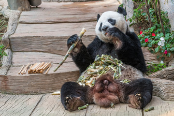 A male giant panda bear enjoy his breakfast of well selected young bamboo shoots and bamboo sticks with cute different eating gestures. © phichak