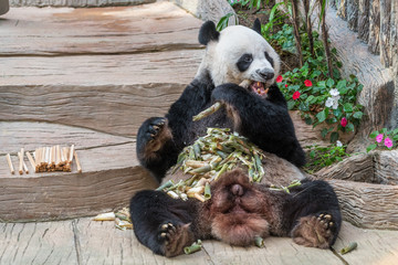 A male giant panda bear enjoy his breakfast of well selected young bamboo shoots and bamboo sticks with cute different eating gestures. © phichak