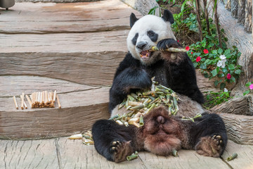 A male giant panda bear enjoy his breakfast of well selected young bamboo shoots and bamboo sticks with cute different eating gestures. © phichak