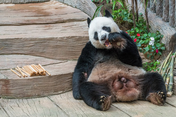 A male giant panda bear enjoy his breakfast of well selected young bamboo shoots and bamboo sticks...