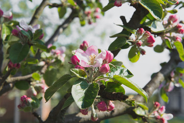 Apple tree in the garden. Spring blooming tree. Beautiful apple flowers on branch