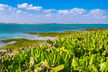 沖縄県 瀬長島 テリハクサトベラ