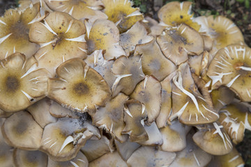 close-up of mushrooms in the forest 3