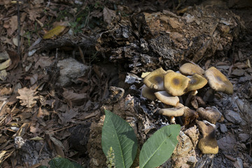 close-up of mushrooms in the forest