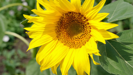 Obraz premium Close-up of colorful sunflower, sunflower's field, green leaves