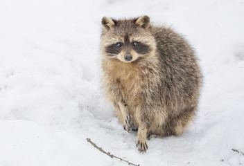 Енот-полоскун или американский енот. Raccoon.
