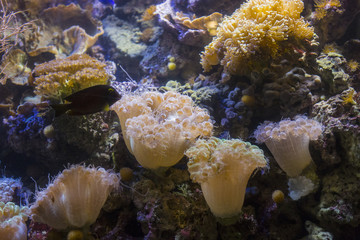 Naklejka na ściany i meble closeup of sea anemones with background