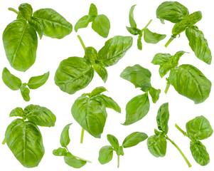 Many fresh green basil leaves and twigs at various angles on white background