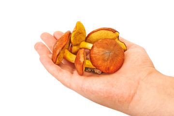 Hand Holding handful of mushrooms