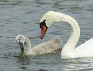 Obraz premium cygne