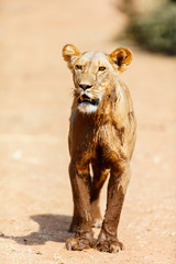 Female lion in Africa