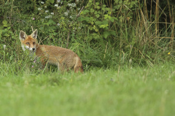 renard