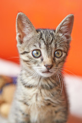 Portrait of a surprised cat