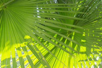 green leaves background with sunlight, green backgrounds.