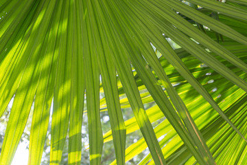 green leaves background with sunlight, green backgrounds.