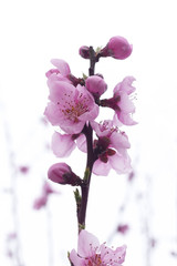 цветение дерева © LisHug