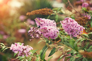 spring lilac flowers.