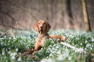 Spring portrait of hungarian vizsla dog in snowdrops field