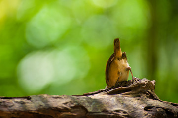 White-chested babbler ( Trichastoma rostratum) birds on tree branch with blur green background.Its natural habitats are subtropical or tropical moist lowland forests.