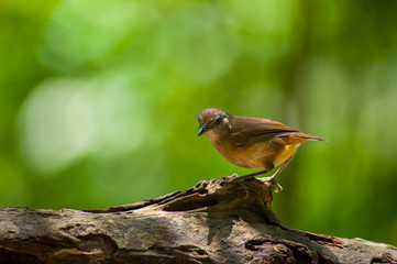White-chested babbler ( Trichastoma rostratum) birds on tree branch with blur green background.Its natural habitats are subtropical or tropical moist lowland forests.