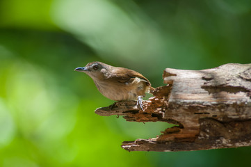 White-chested babbler ( Trichastoma rostratum) birds on tree branch with blur green background.Its natural habitats are subtropical or tropical moist lowland forests.
