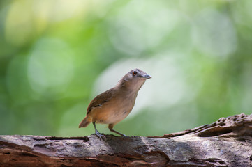 White-chested babbler ( Trichastoma rostratum) birds on tree branch with blur green background.Its natural habitats are subtropical or tropical moist lowland forests.